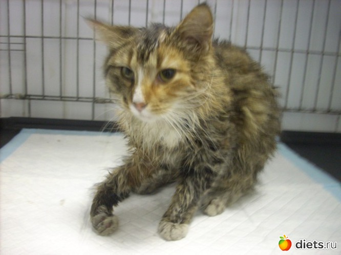 7 фото: Котенька ШУ!