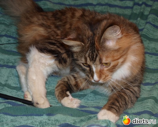 8 фото: Котенька ШУ!