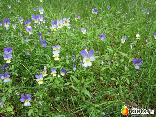 Анютины глазки, альбом: Валдай 2012