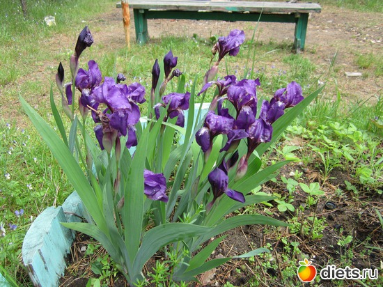 Ирисы, альбом: Валдай 2012