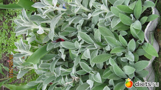 8 ����: ������� �������