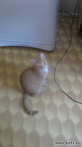 ���� ��������, ������: �������