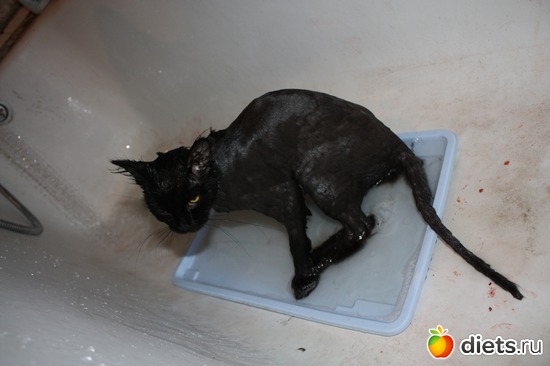 ����� �� ������ - ��� �������. ������ �� ��������, ������: �������