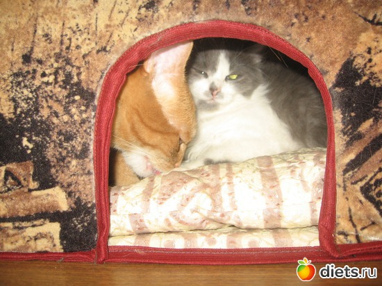 ����� - �����(������ ��� �������). � ������ �� ��� - ������.��� ��� ��� � ���� ��������, ��� � ��� �����, ������: �������