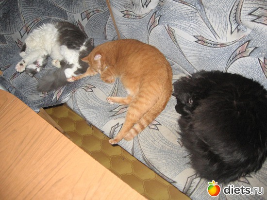 ����� ���, ������: �������