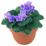 Ритуал «Цветок удачи»