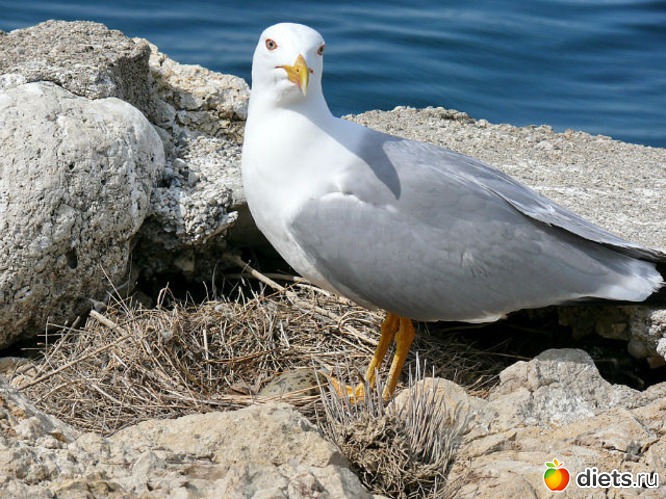 12 фото: Крым