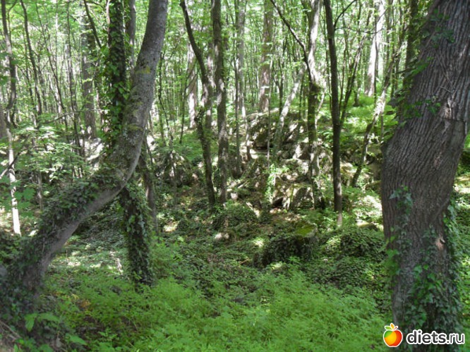 крымский лес, альбом: Крым