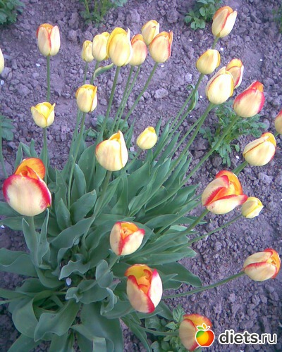 Тюльпаны, альбом: У меня в садочке.