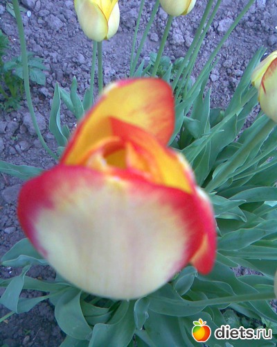 Тюльпан. Интересная окраска., альбом: У меня в садочке.