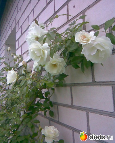 Плетистая роза, альбом: У меня в садочке.