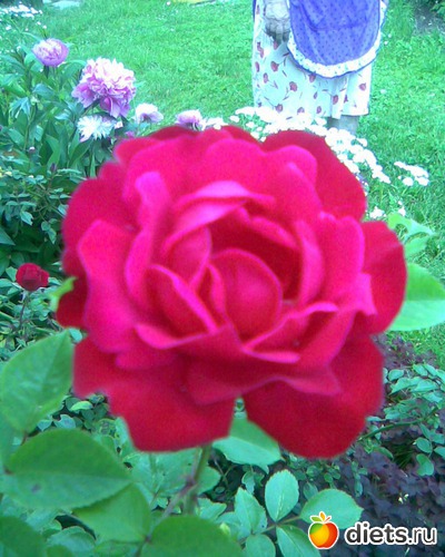 Алая роза, альбом: У меня в садочке.