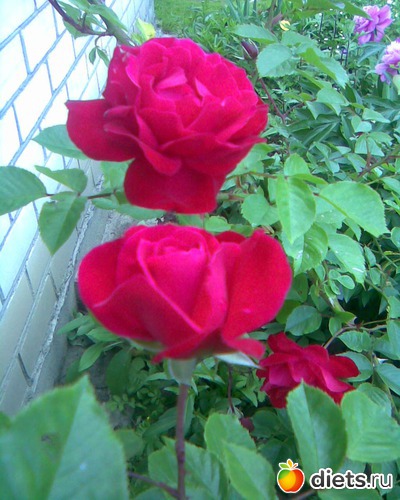 63 фото: У меня в садочке.