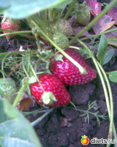 Клубничка созревает, альбом: У меня в садочке.