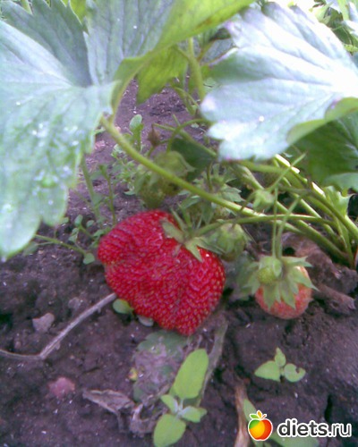 Вот эта ягодка размером со спичечный коробок, альбом: У меня в садочке.