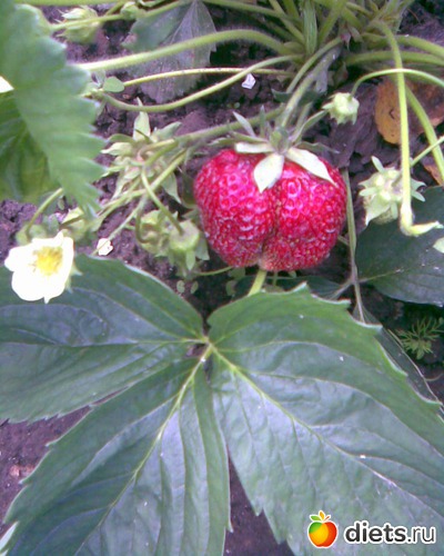 66 фото: У меня в садочке.