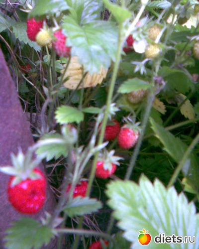 Земляника, альбом: У меня в садочке.