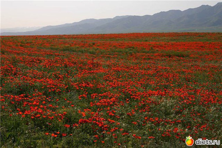 45 фото: Крым