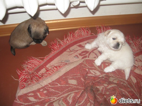 63 фото: Семья