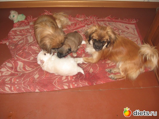 64 фото: Семья