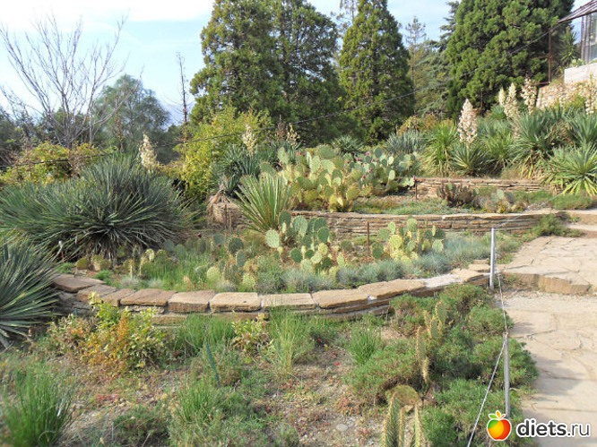 никитский ботанический сад, альбом: Крым