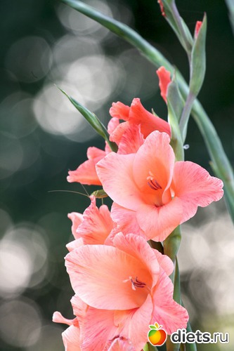 14 фото: ПОЗДРАВЛЯЛКИ