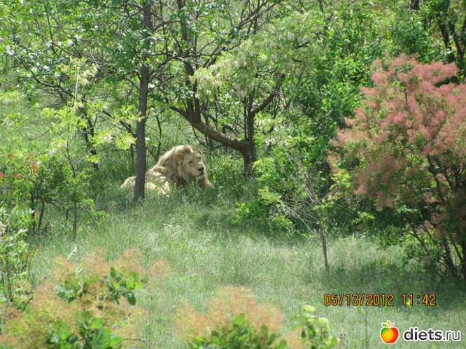 93 фото: Крым