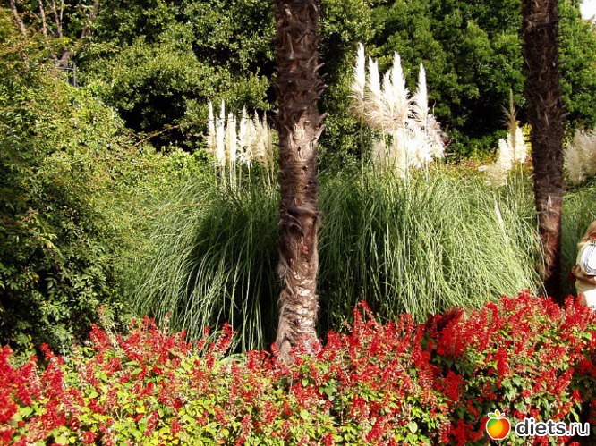 бот сад, альбом: Крым