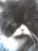 Котофизика (+ принципиальная схема котэ)