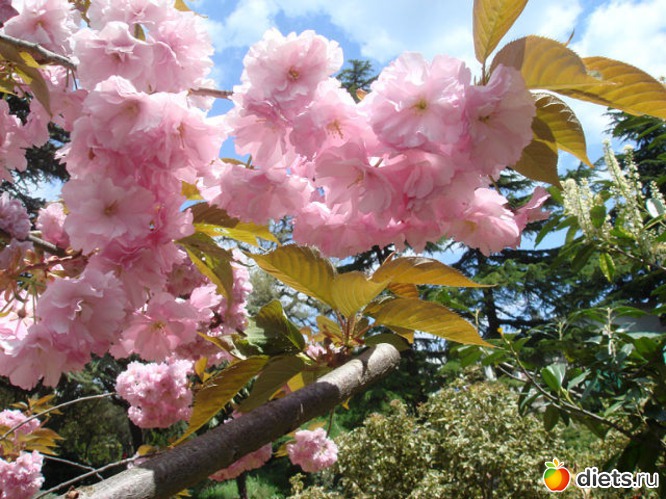 77 фото: Крым