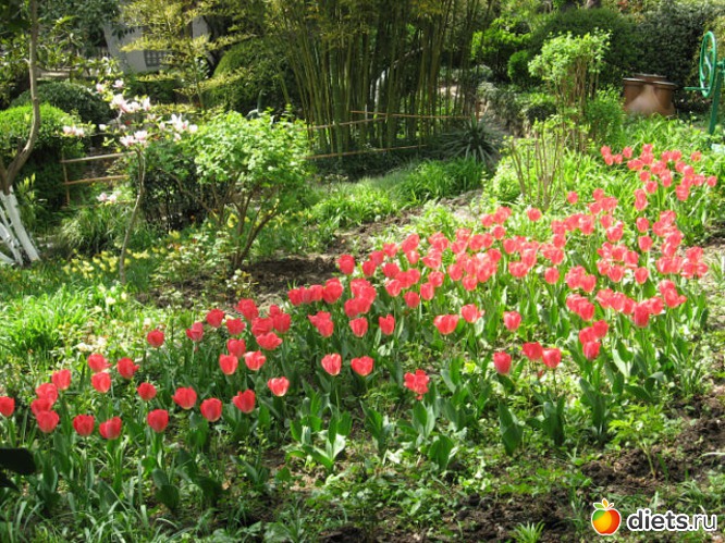 ботанический сад в мае, альбом: Крым