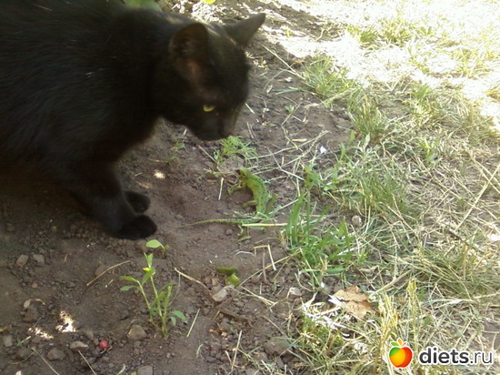 ������� �������, ������: ����