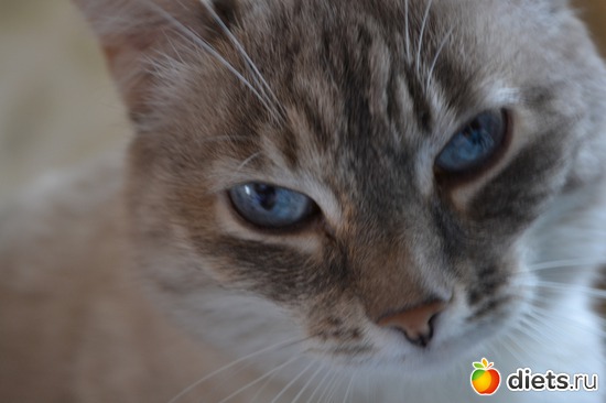 4 ����: ���������