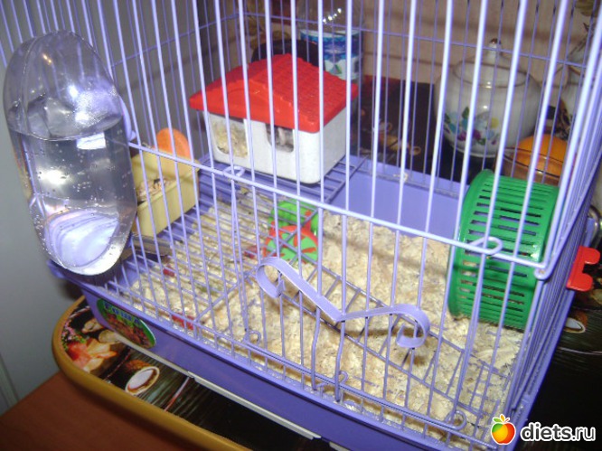 4 ����: �����