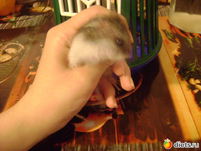 5 ����: �����