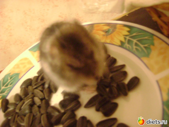 12 ����: �����