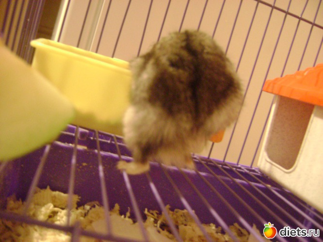 17 ����: �����