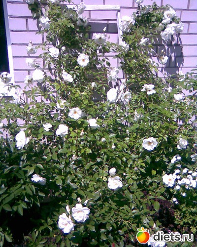 Роза плетистая., альбом: У меня в садочке.