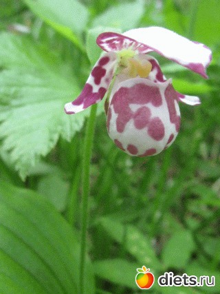 �����-����� � ������� ������.