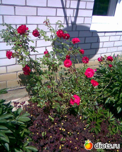 Розы, альбом: У меня в садочке.