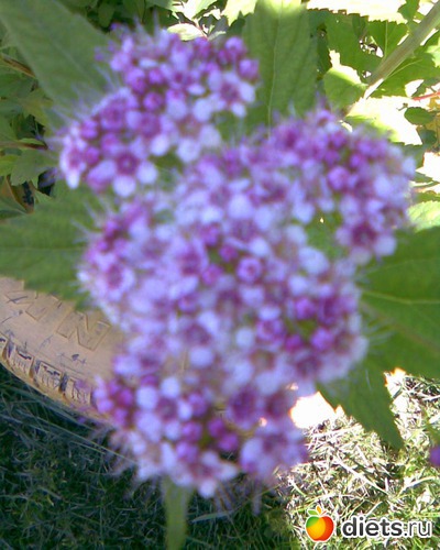 75 фото: У меня в садочке.