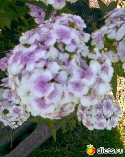 Гвоздика турецкая, альбом: У меня в садочке.