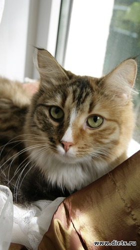 12 фото: Котенька ШУ!