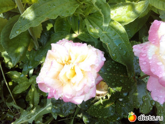 3 ����: ��� ��������