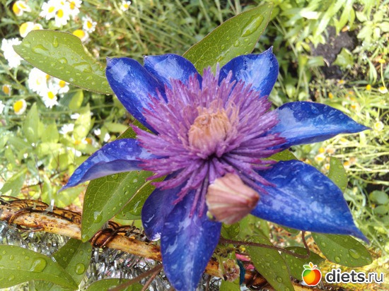 4 ����: ��� ��������