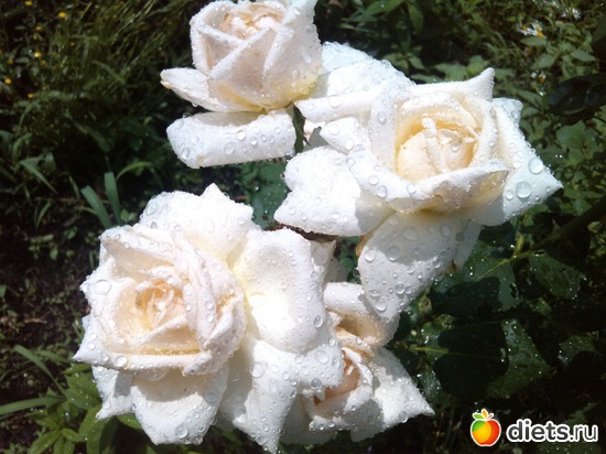 7 ����: ��� ��������