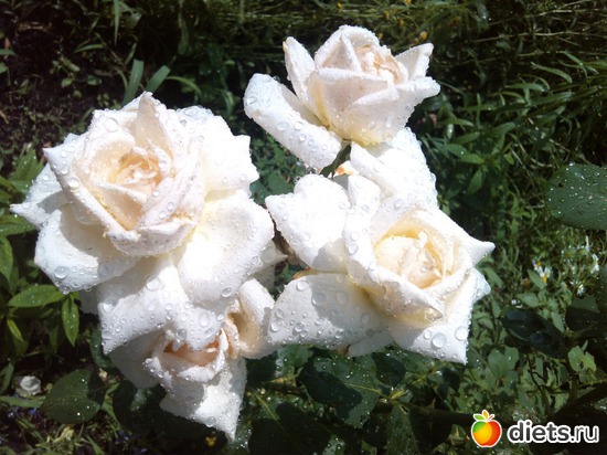 8 ����: ��� ��������