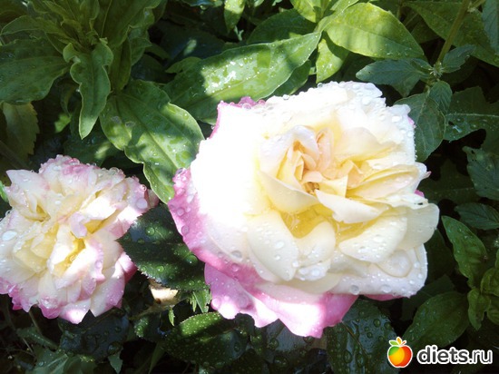 9 ����: ��� ��������