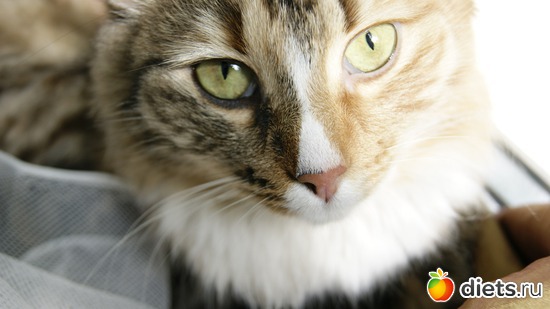 11 фото: Котенька ШУ!