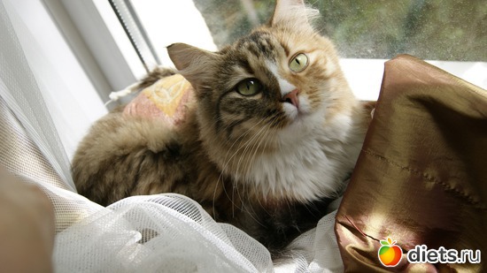 13 фото: Котенька ШУ!